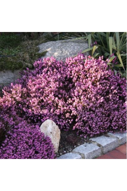 Еріка Крамерс Роут — витривалий декоративний кущ.