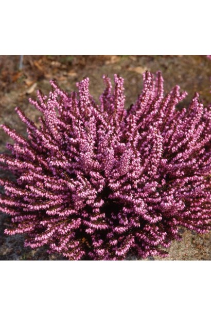 Еріка Крамерс Роут — яскраво-рожева окраса саду.