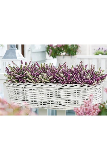 Erica darleyensis — стильний вибір для декоративного озеленення.