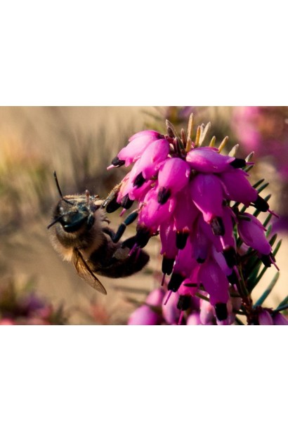 Еріка дарленська Крамерс Роут