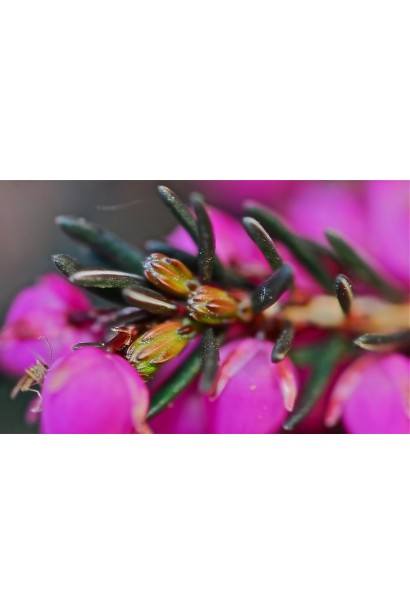 Еріка дарленська Крамерс Роут