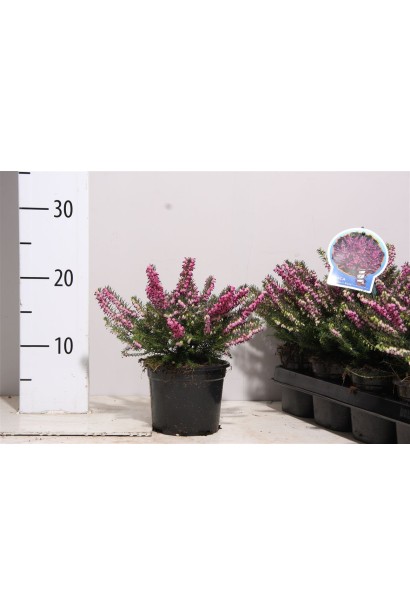 Erica darleyensis Kramers Rote — кущ із насичено-рожевими квітами.