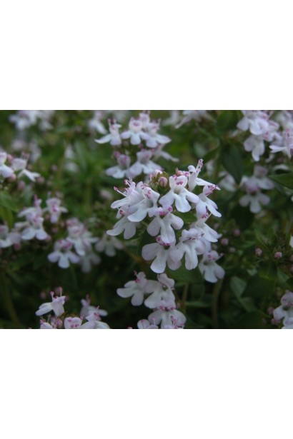 Чебрець звичайний / Тим’ян