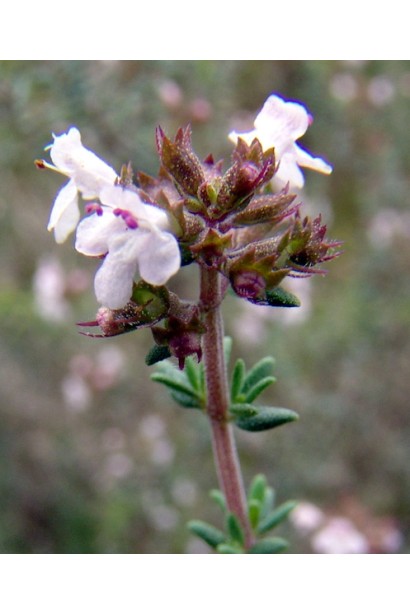 Чебрець звичайний / Тим’ян квіти