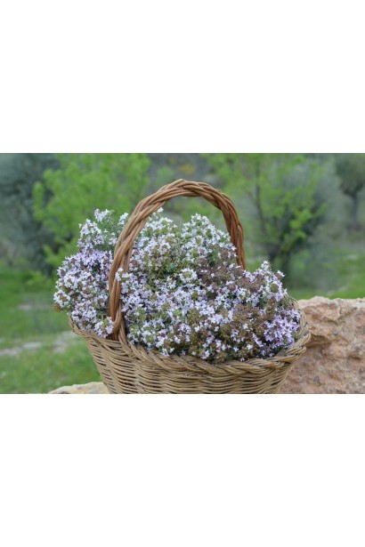 Чебрець звичайний – ароматна рослина для приправ.