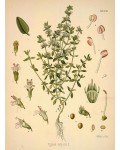 Чебрець звичайний / Тим’ян | Тимьян обыкновенный / Чабрец | Thymus vulgaris