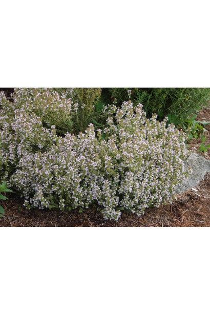 Чебрець Thymus vulgaris – пряний аромат для саду.