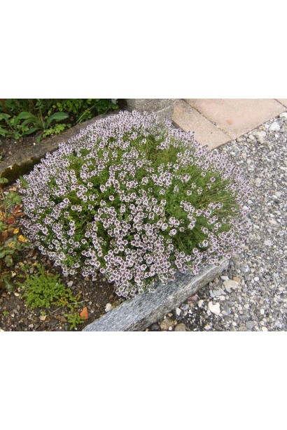 Чебрець звичайний – декоративна рослина для клумб.