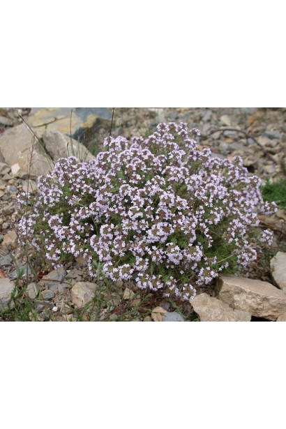 Чебрець садовий