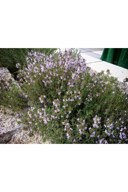 Thymus vulgaris