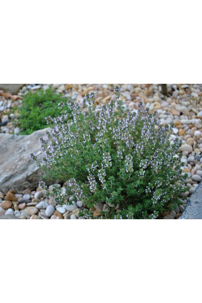 Чебрець запашний