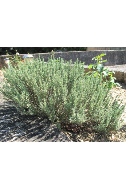 Тим’ян Thymus vulgaris із пряним ароматом.