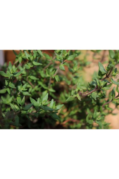 Листя чебрецю звичайного з насиченим ароматом.