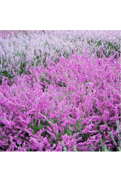 Erica (assorted colors) — чарівність кольорів в одному рослинному кущі.