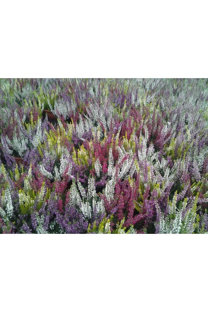 Еріка різнокольорова для прикраси саду та клумб.