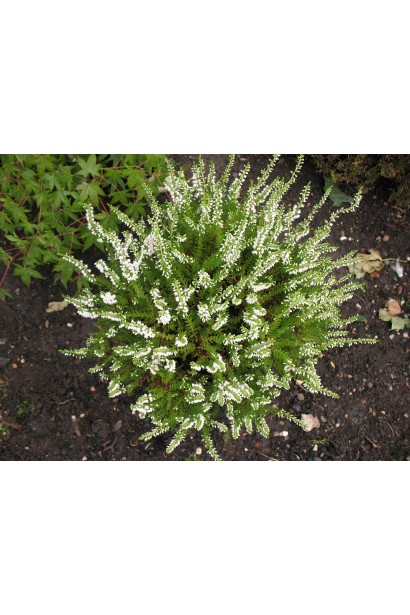 Erica assorted colors — яскравий акцент для вашого ландшафту.