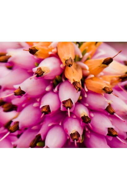 Erica (assorted colors) — кольоровий настрій для вашого саду.