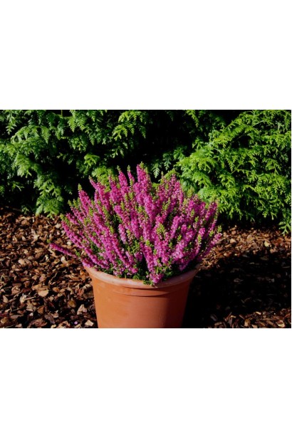 Еріка асорті — багатство кольорів для вашого саду.