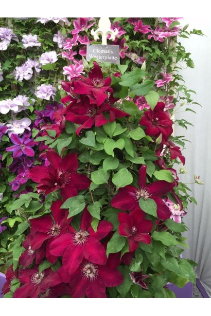 Clematis Westerplatte