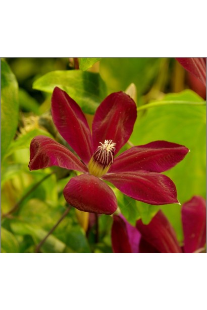 Ломиніс Westerplatte