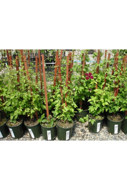 Клематіс Вестерплатте саджанці в контейнерах з бамбуковою опорою
