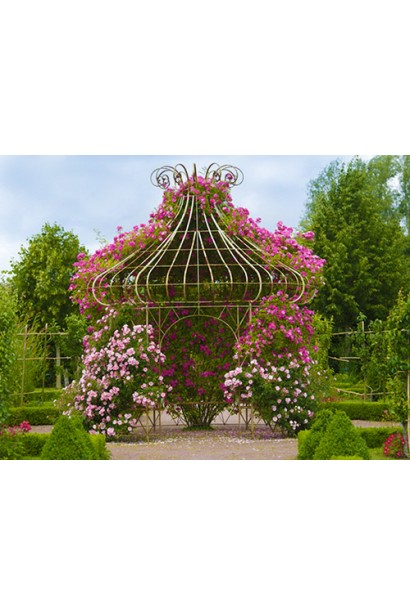 Ломиніс Вестерплатте в ландшафтному дизайні