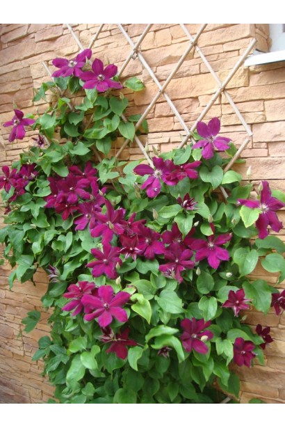 Ломиніс Вестерплатте озеленення стіни будинку