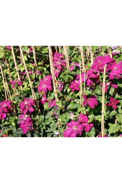 Ломиніс Вестерплатте саджанці 