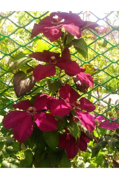 Клематіс Вестерплатте квітуча листопаднв ліана