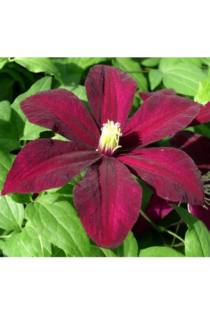Клематіс Вестерплатте бархатиста бордова квітка