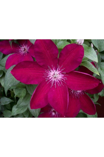 Ломиніс / Клематіс Вестерплатте