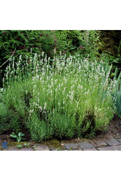 Lavandula angustifolia Alba