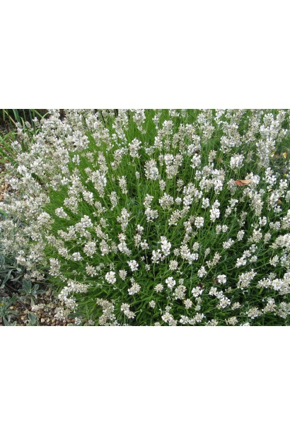 Лаванда біла Альба рясний багаторічний кущ