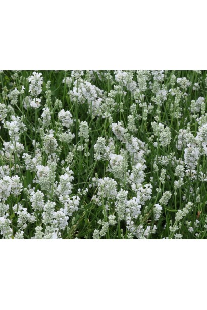 Лаванда колосиста Альба білі квіти