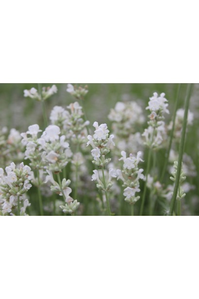 Лаванда вузьколиста Альба