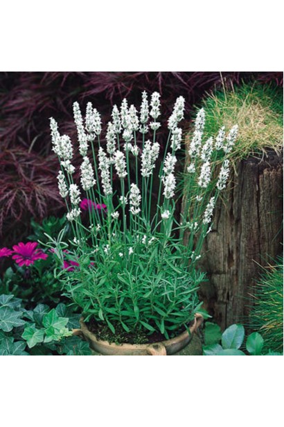 Лаванда вузьколиста Альба в кашпо в саду