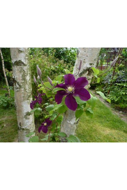 Ломиніс / Клематіс Варшавська Ніч | Ломонос / Клематис Варшавская Ночь | Clematis Warszawska Nike / Warsaw Nike