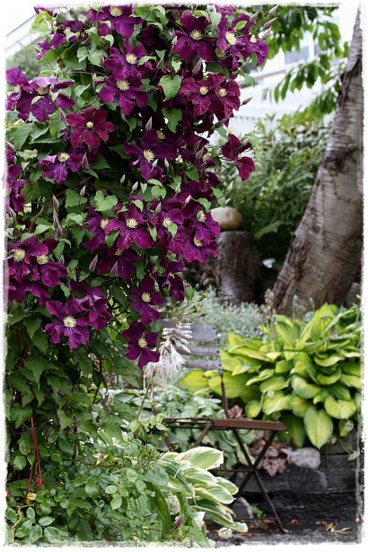 Ломиніс / Клематіс Варшавська Ніч | Ломонос / Клематис Варшавская Ночь | Clematis Warszawska Nike / Warsaw Nike