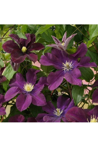 Ломиніс / Клематіс Варшавська Ніч | Ломонос / Клематис Варшавская Ночь | Clematis Warszawska Nike / Warsaw Nike