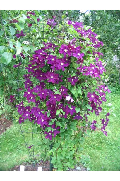 Ломиніс / Клематіс Варшавська Ніч | Ломонос / Клематис Варшавская Ночь | Clematis Warszawska Nike / Warsaw Nike