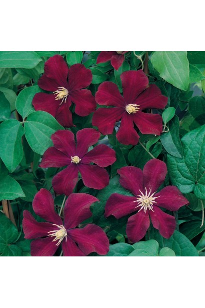 Ломиніс / Клематіс Варшавська Ніч | Ломонос / Клематис Варшавская Ночь | Clematis Warszawska Nike / Warsaw Nike