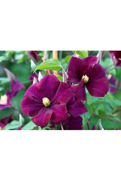 Ломиніс / Клематіс Варшавська Ніч | Ломонос / Клематис Варшавская Ночь | Clematis Warszawska Nike / Warsaw Nike