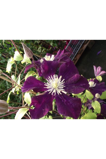 Ломиніс / Клематіс Варшавська Ніч | Ломонос / Клематис Варшавская Ночь | Clematis Warszawska Nike / Warsaw Nike