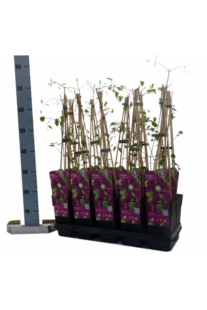 Ломиніс / Клематіс Варшавська Ніч | Ломонос / Клематис Варшавская Ночь | Clematis Warszawska Nike / Warsaw Nike