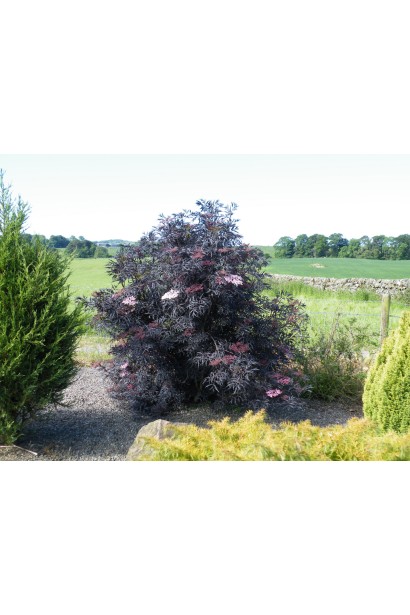 Бузина чорна Блек Лейс/Лейк в ландшафті