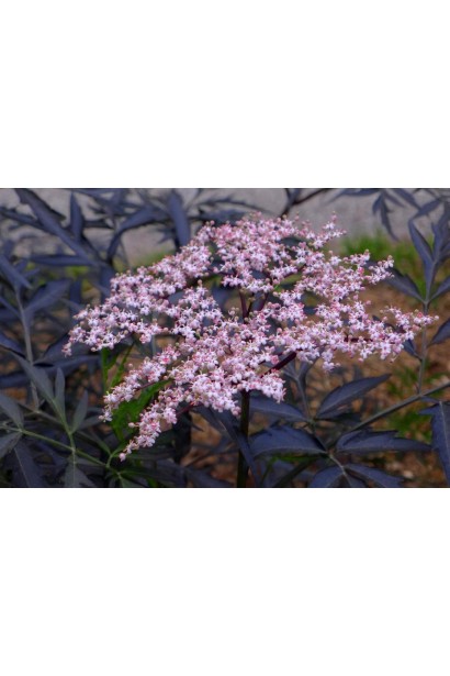 Бузина чорна Блек Лейк зонтиковидні суцвіття