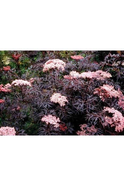 Бузина чорна Блек Лейс цвітіння рожевих квітів
