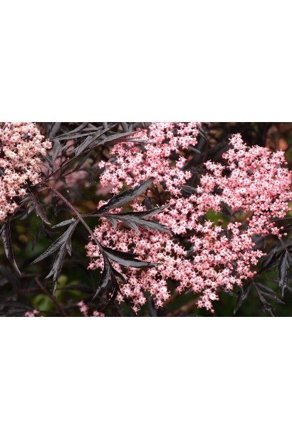 Бузина чорна Black Lacе