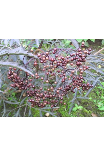 Бузина чорна Блек Лейс/Лейк/Єва