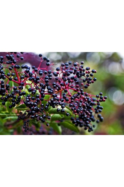 Чорні їстівні плоди Бузини чорної Black Lacе